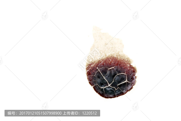 干的白墻上的血跡