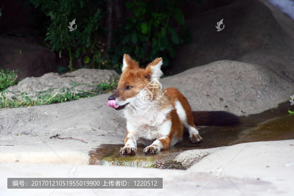 豺-亞洲野犬