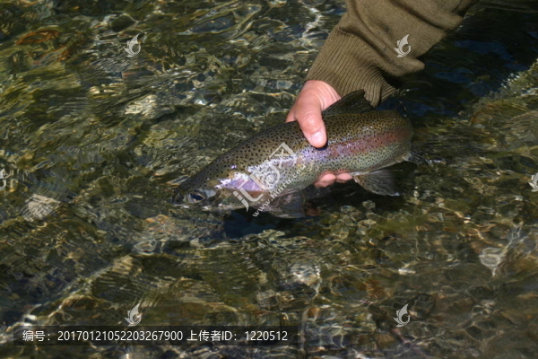 虹鱒魚(yú)