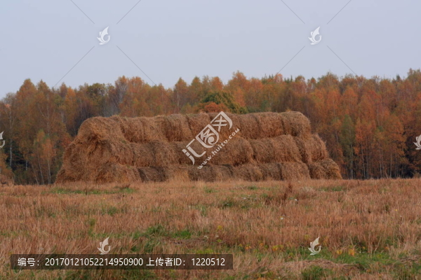 干草堆