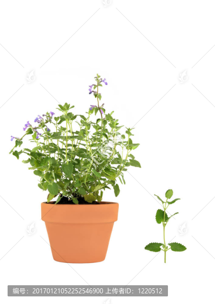 貓薄荷草