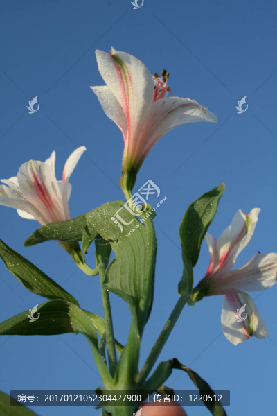 花兒凝視