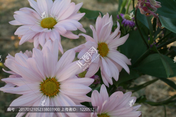 柔和的花園