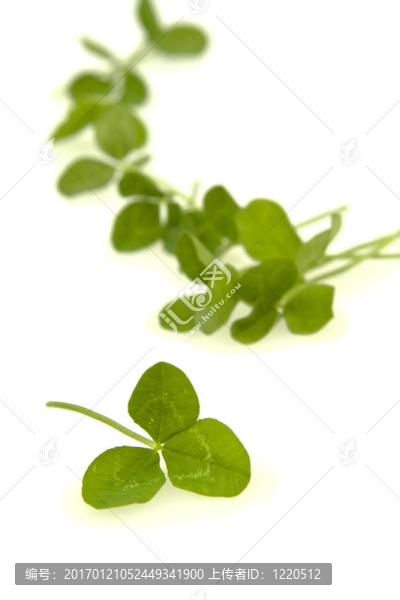 三葉草