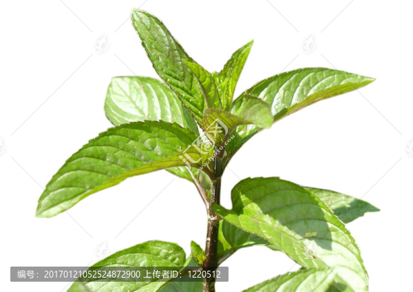 peppermin