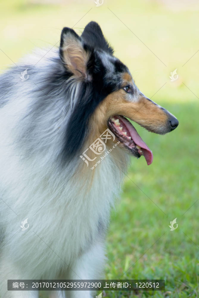 喜樂蒂牧羊犬