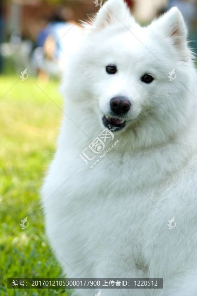 美國愛斯基摩犬