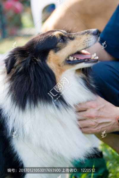 喜樂蒂牧羊犬