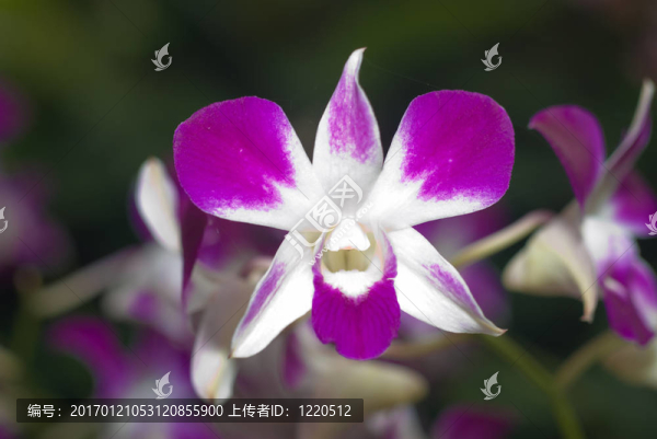 Pinky,Butterfly的蘭花