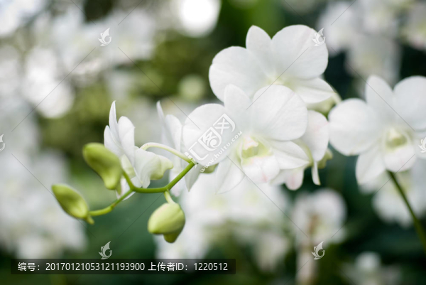 費薩爾EI,Fayez