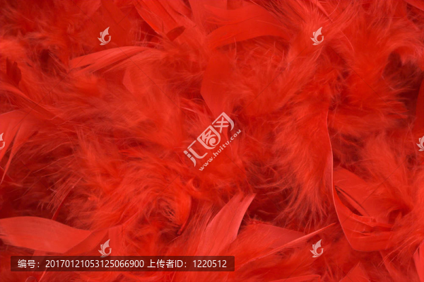 紅色的羽毛