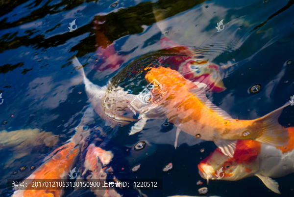 五顏六色的鯉魚