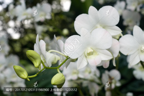 費(fèi)薩爾EI,Fayez