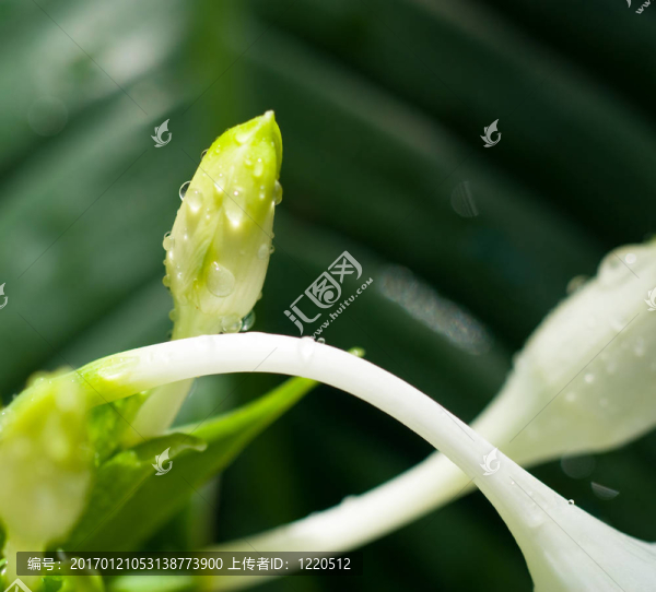 白蛇傳花