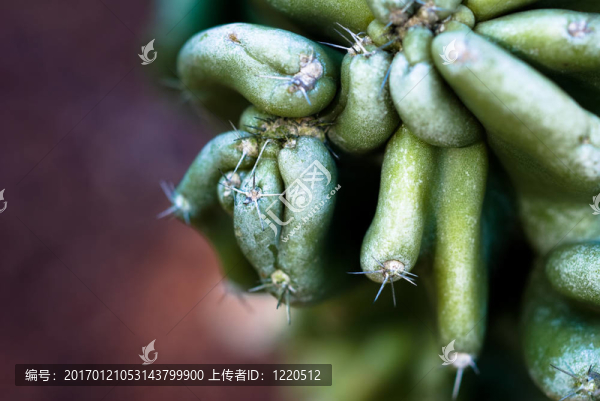 仙人掌的宏