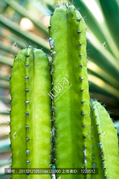 仙人掌的宏-匯圖網(wǎng) www.fosd68.com 仙人掌的宏