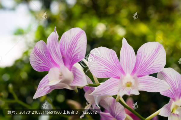 粉色條紋的蘭花