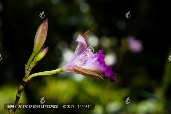 竹葉蘭屬