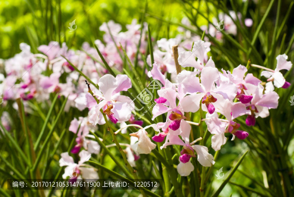 蝴蝶蘭花園