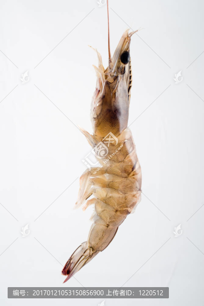 鮮蝦
