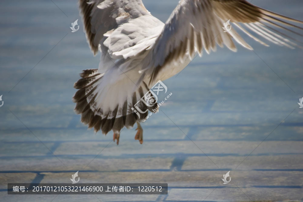 海鷗的著陸
