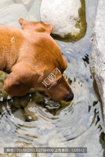 迷你臘腸犬的渴望