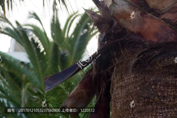 棕櫚樹的樹干