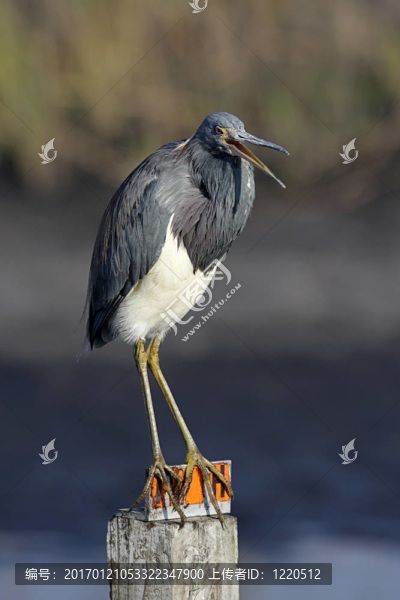 三色鷺（Egretta,tricolor）