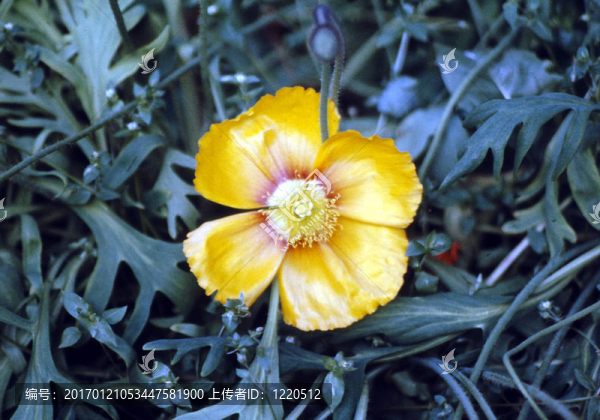 花園里的花（黃）h-1911