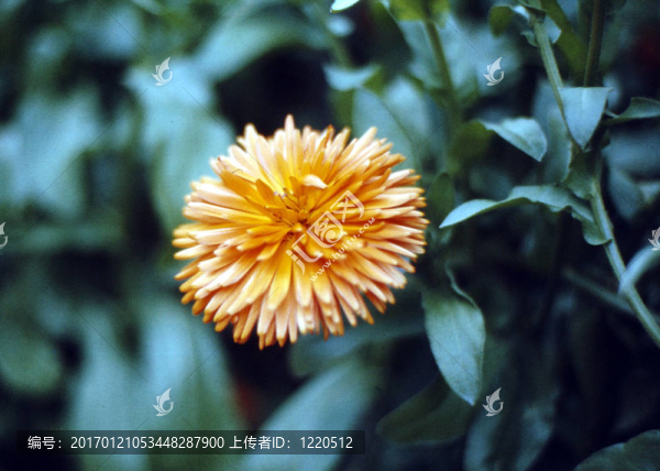 花園里的花淡黃h-1912