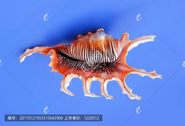 海貝殼