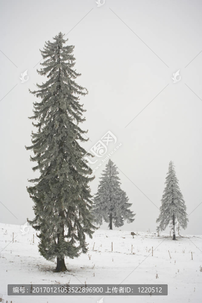 覆蓋在雪中的松樹