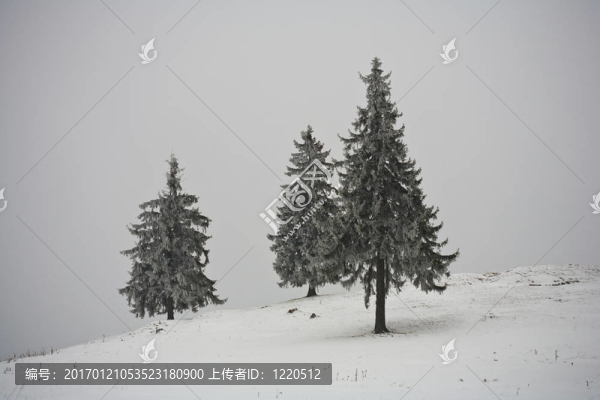 覆蓋在雪中的松樹