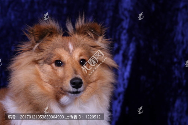 喜樂蒂牧羊犬的畫像