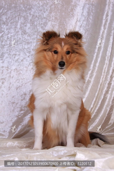 喜樂蒂牧羊犬坐