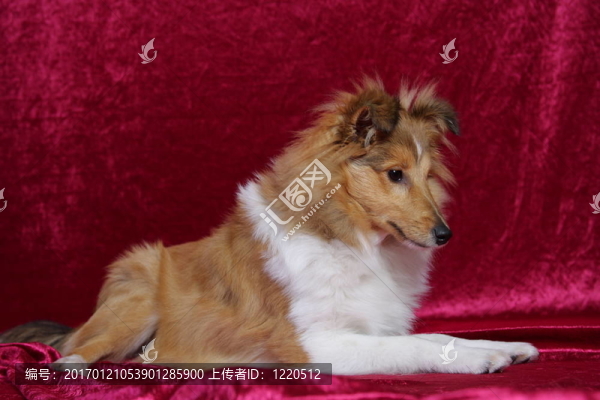 喜樂(lè)蒂牧羊犬下