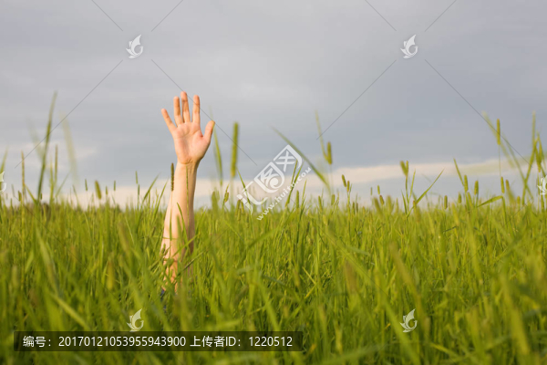 手從草上伸