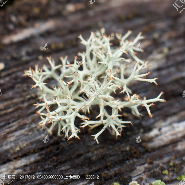 冰島（馴鹿）苔蘚