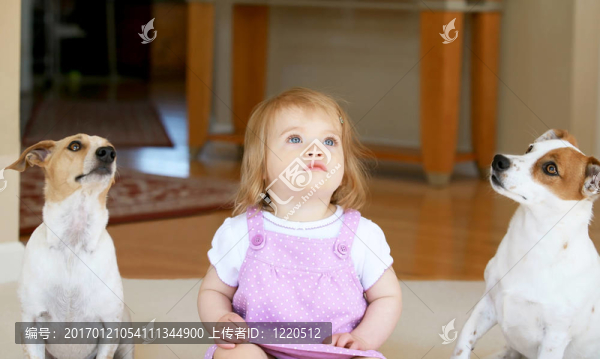 雙杰克羅素terriors小女孩