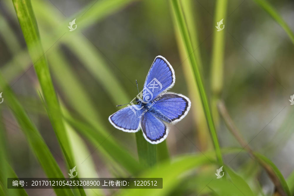 如果黑烏鱧
