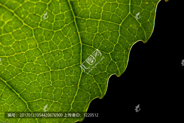 卡特彼勒的領(lǐng)土