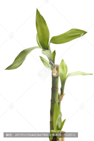 幸運竹孤立