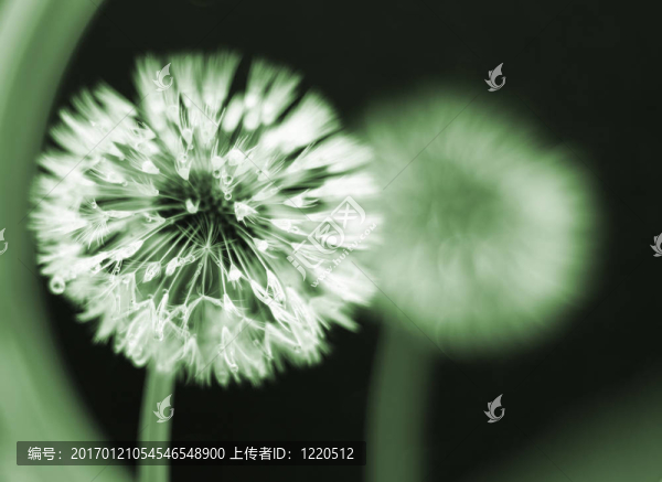 濕的蒲公英種子頭
