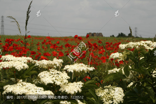 罌粟花田