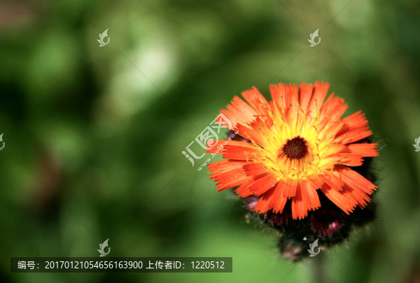 橙色的野花
