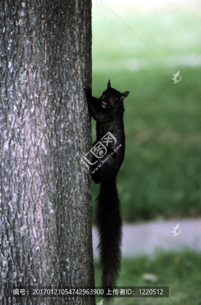 在樹(shù)trunl,h-1039,Black,Squirrel