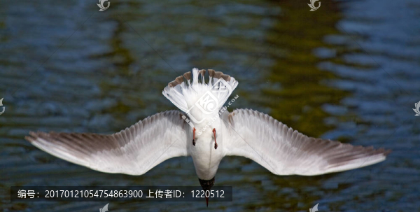 海鷗潛入水中