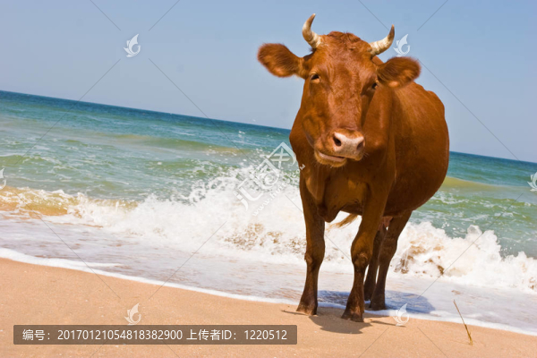 日光浴的牛