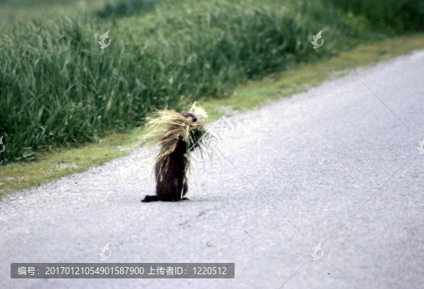 土撥鼠/土撥鼠（Marmota,monax）h-738