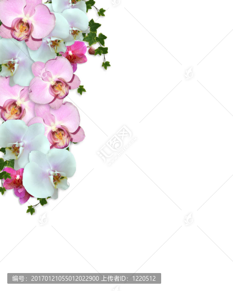 婚禮邀請邊界蘭花常春藤